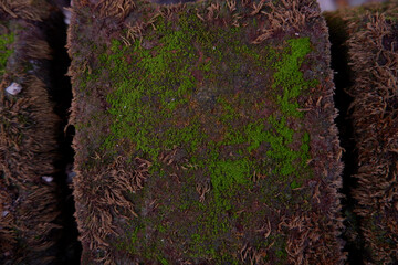Moss-covered ground with tiny plants emerging from the soil