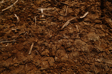 A small green plant emerging from rich soil