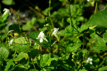 A young plant with two leaves emerging from the ground