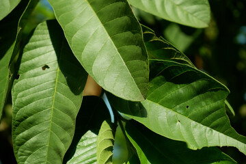A close-up of fresh green leaves with visible veins and natural texture