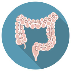Large intestine anatomy flat design medical icon for digestive system