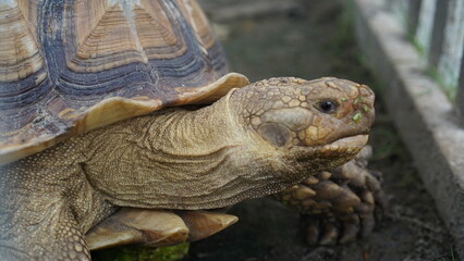 close up of turtle in the farm