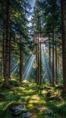 Obraz premium Sunbeams pierce a dense forest