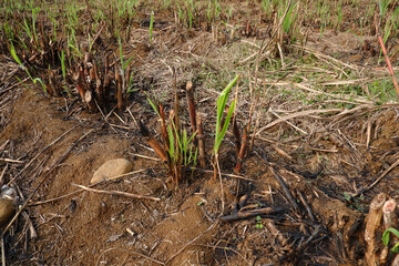 A small plant sprouting from dry soil with visible roots