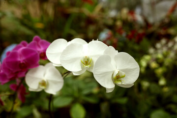 Wallpaper white orchids in the greenhouse backround 