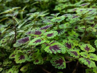 close up of a plant