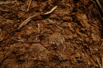 A cluster of small plants growing from rich brown soil