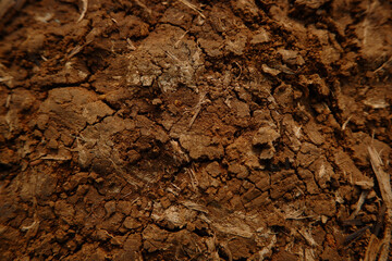 A vibrant flower with layered petals blooming in natural light