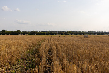 Field dotted with round hay bales after cutting; a scenic agricultural image capturing harvest textures, rural mood and countryside land management.