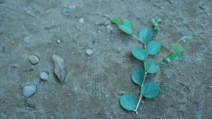 A small plant sprouting from dry soil with visible roots
