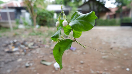 A flower with pink petals blooming in natural sunlight