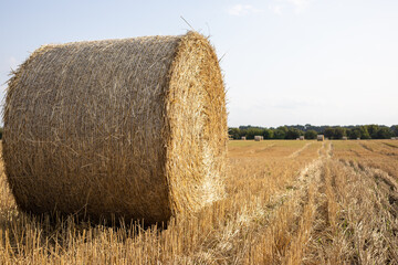 Round hay bales scattered across a harvested field at golden hour