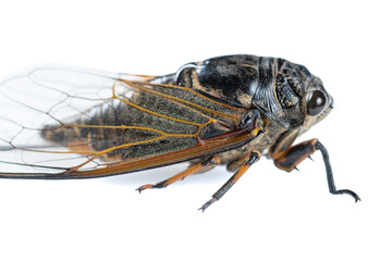 angle view cicada on a white background