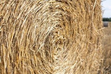 Round hay bales scattered across a harvested field at golden hour