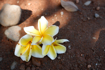 A group of plumeria flowers on a bed of soil with scattered leaves