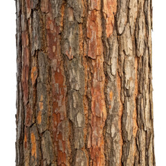 Obraz premium Close up of tree bark isolated on transparent background