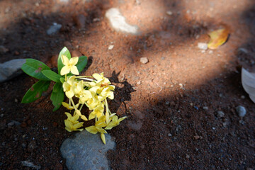 A single yellow flower placed beside a curled green leaf