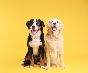Bernese mountain dog and golden retriever posing on yellow background