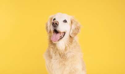 Golden retriever panting and looking up on yellow background