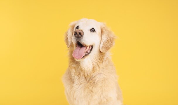 Golden retriever panting and looking up on yellow background - Powered by Adobe
