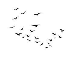 Black bird silhouettes in flight vector illustration for decorative artwork