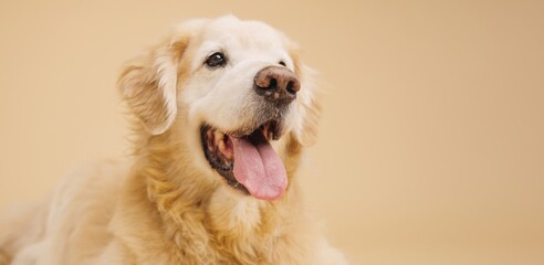 Golden retriever panting on beige background: happy dog portrait