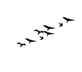 Elegant flock of flying bird silhouettes design for tattoo and logo use