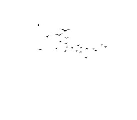 Elegant flock of flying bird silhouettes design for tattoo and logo use