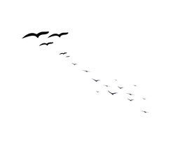 Elegant flock of flying bird silhouettes design for tattoo and logo use