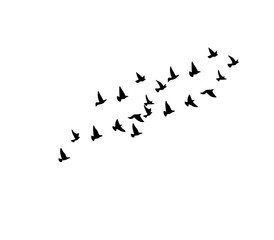 Elegant flock of flying bird silhouettes design for tattoo and logo use