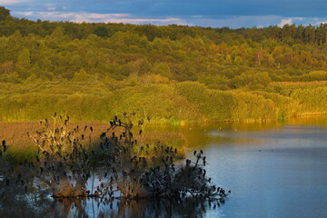 Kormorane am Schlafplatz im Herbst in Schweden	