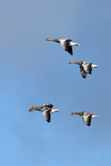 Fliegende Graugänse im Herbst	