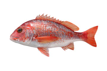 A red fish with a white belly and a black eye. The fish is swimming in a white background