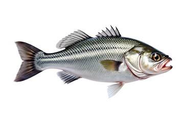 A silver fish swims in clear water.