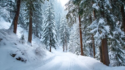 Naklejka premium A snow-covered path winds through a dense, coniferous forest on a winter day. Tall pine and fir trees, heavily laden with snow, line the path, creating a tunnel effect.