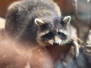 Raccoon resting on a tree trunk in the zoo. Wildlife, curiosity, and adaptability of mammals in natural and captive habitats.