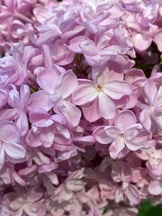 Lilac blossoms in full bloom with delicate petals, captured up close for nature backgrounds