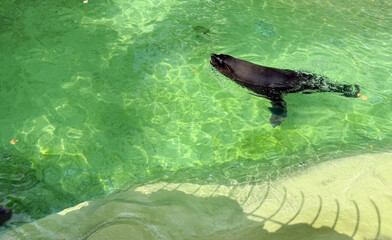 Sea lion swimming in the pool at the zoo. Marine mammal agility, aquatic life, and conservation of...