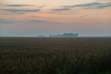 Agricultural field in morning mist with distant trees creating atmospheric rural scene