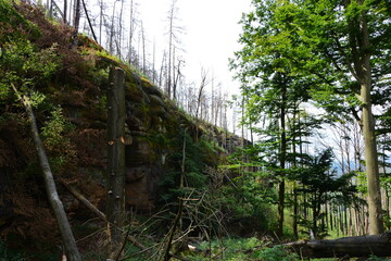 Obraz premium A forest hillside displays a story of survival and change, with healthy green trees standing beside fire-damaged areas