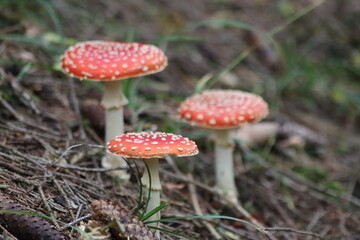 Three poisonous fly agaric mushrooms in the forest