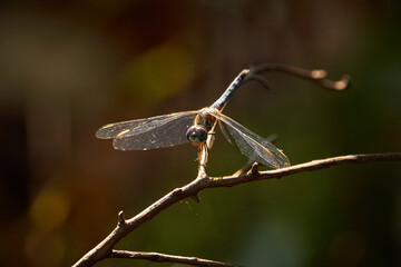 dragonfly on a branch