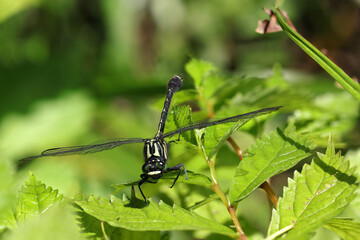 夏の強い日差しと木々にサナエトンボが飛来する里山風景（アウトドアフィールド昆虫マクロ撮影）
