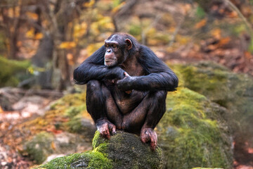 Chimpanzé dans la forêt assis sur un rocher