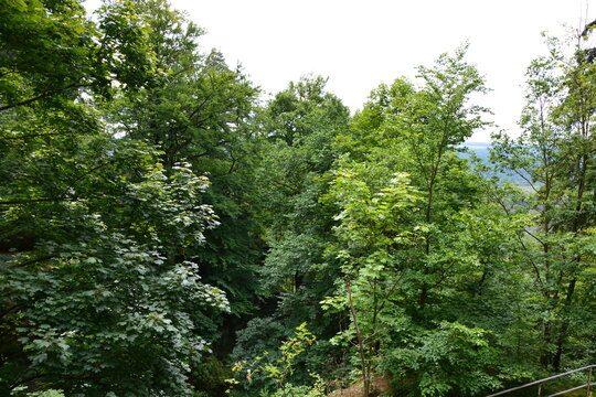 A high-angle view looking down into a dense and vibrant forest canopy, showcasing a rich texture of different shades of green