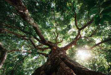 Obraz premium Tall tree with lush green leaves viewed from below, sunlight filtering through dense canopy in a vibrant forest scene