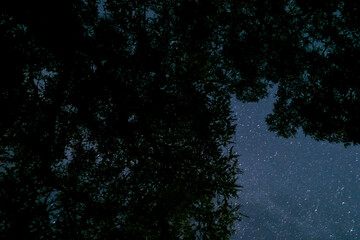 Night landscape shot from below the canopy: conifer leaves frame a partial Milky Way and countless stars, creating a serene, atmospheric scene ideal for nature, astronomy and background imagery
