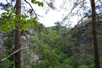 A view through the trees reveals a deep and rugged sandstone canyon, with a lush green forest growing within its walls