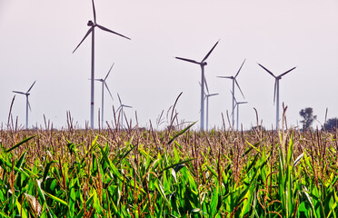 Wind turbines spinning above golden cornfield, representing green energy production and agricultural sustainability