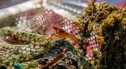 Crayfish on a market stall